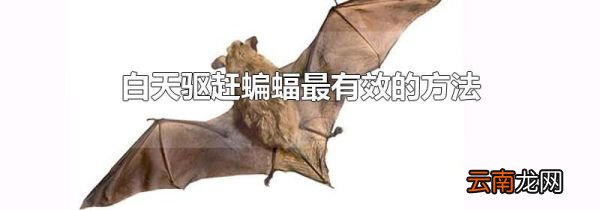 白天驱赶蝙蝠最有效的方法