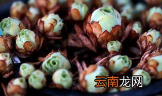 山地玫瑰什么时候开花 山地玫瑰什么时候种