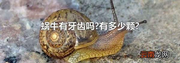 蜗牛有牙齿吗?有多少颗?