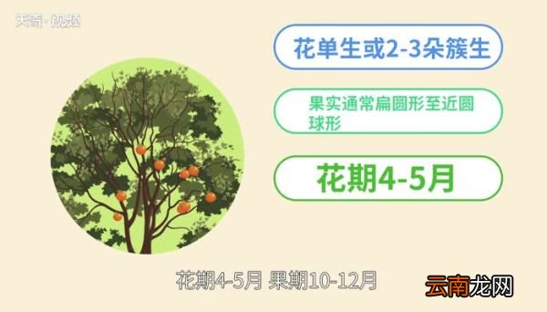 桔子的种类 桔子有几种