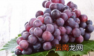 如何在阳台上种植葡萄 如何在阳台栽种葡萄