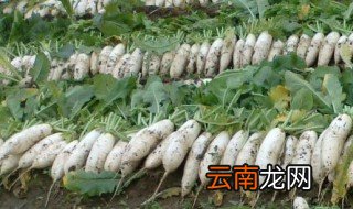 二月份适合种什么菜 二三月份适合种什么菜