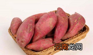 红苕保存方法 红苕保存方法有哪些