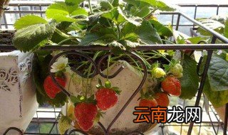 草莓如何种植 草莓如何种植结果大