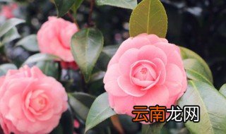 与花有关的经典语录 与花有关的经典语录有哪些