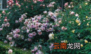 丁香什么时候开花是春天吗? 丁香什么时候开花