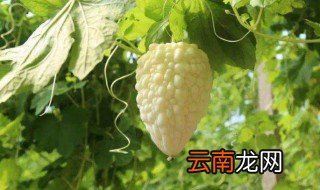 苹果苦瓜几月份种植，苹果苦瓜北方露天种植几月份