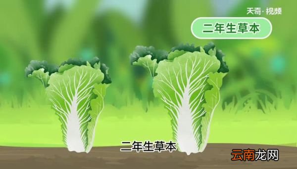 龙牙白菜与大白菜区别 龙牙白菜与大白菜的区别