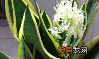 虎皮兰什么时候开花，虎皮兰什么时候开花,虎皮兰开花有什么兆头