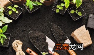 地雷花什么时候播种 地雷花几月份播种