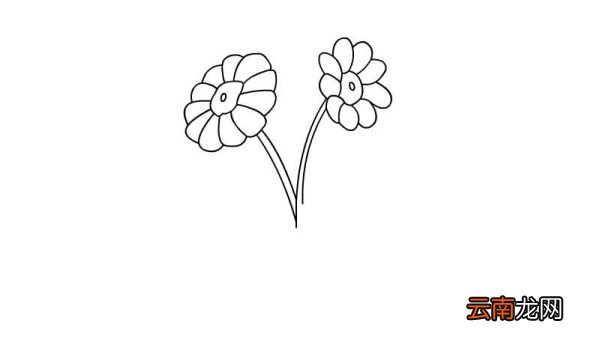 金盏花简笔画