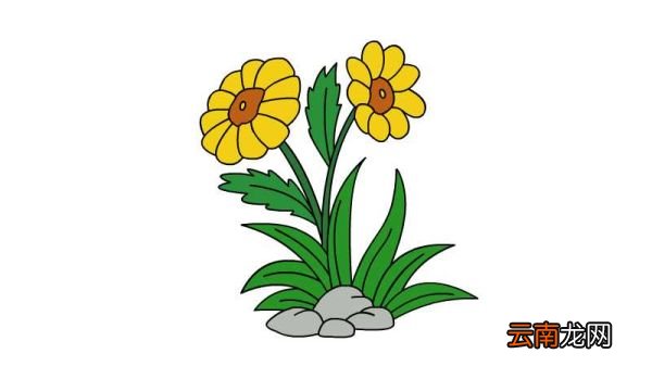 金盏花简笔画