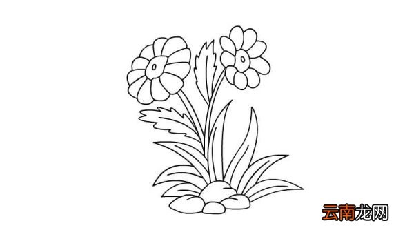 金盏花简笔画