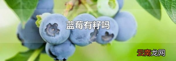 蓝莓有籽吗