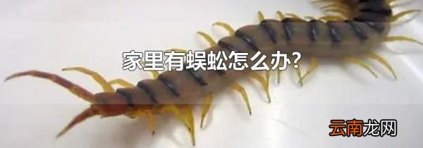 家里有蜈蚣怎么办?