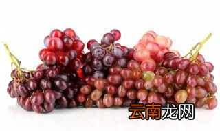 葡萄怎样种植，怎样种植葡萄树