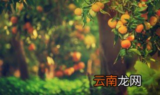 橘子什么时候开花 橘子什么时候开花结果