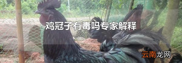 鸡冠子有毒吗专家解释