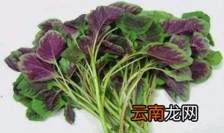如何正确识别野苋菜与人苋菜 野苋菜与人苋菜介绍