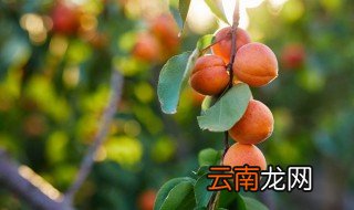 杏花什么时候开花哪个季节 杏花什么时候开花季节
