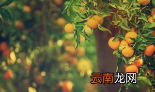 橘子树什么时候开花 家里养的橘子树什么时候开花