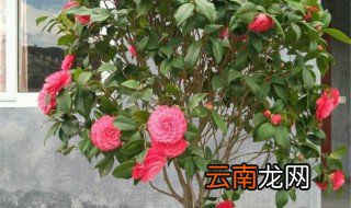 山茶什么时候开花 山茶什么时候开花季节