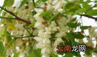 槐树什么时候开花 槐树什么时候开花结子