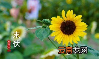 初伏吃羊肉怎么做最好 三伏天吃伏羊羊头的做法