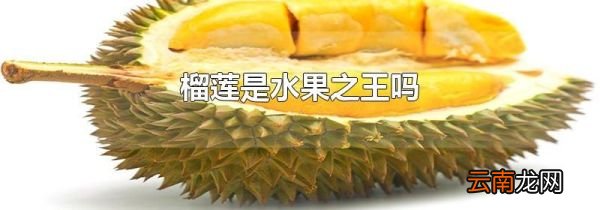 榴莲是水果之王吗