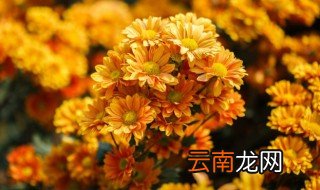 洋甘菊几天花期 洋甘菊什么时候开花