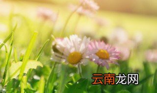五颜六色的春天充满了花园 五颜六色的春天充满了花园的意思