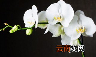 文字形容君子兰的花 文字怎么形容君子兰的花