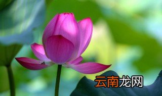 荷花什么时候开花季节 荷花什么时候开花季节夸一下