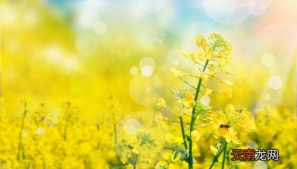 油菜花什么季节开 油菜花什么季节开放