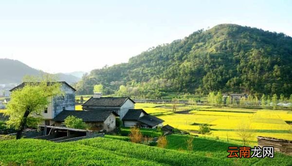 油菜花什么季节开 油菜花什么季节开放