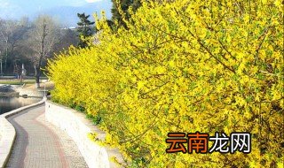 迎春什么时候开花，迎春什么时候开花几点钟开花