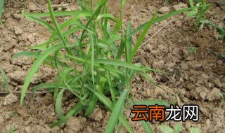 柴胡几月份种植好,柴胡什么时间种植最好?