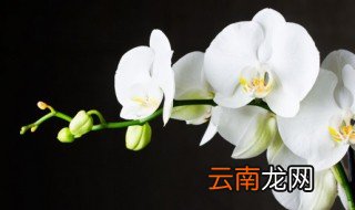 野生兰花啥时候开花 野生兰花什么时候开花