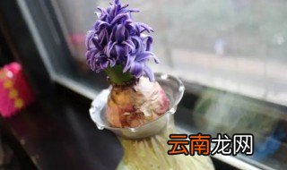 风信子开花后种子怎么养 风信子开花后有种子吗