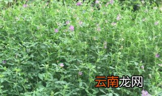 苜蓿草几月份种植生长期是几个月
