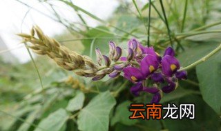 葛根开花在几月份开 葛根什么时候开花