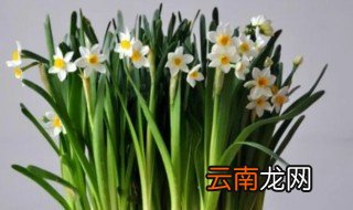 水仙花开花后怎么养种球 水仙花种球怎样养