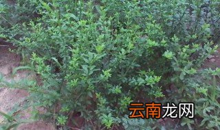 灌木一般在几月份种植比较好 乔木种植时间应在几月