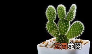 仙人掌怎么养才容易活 仙人掌要怎么样养