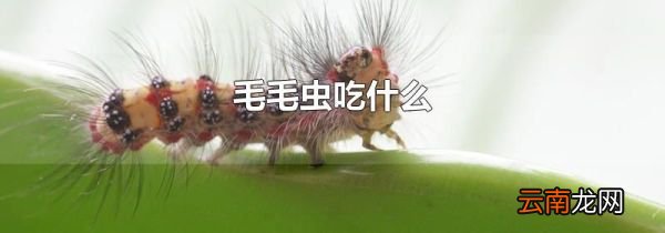 毛毛虫吃什么