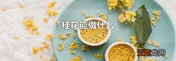 桂花能做什么