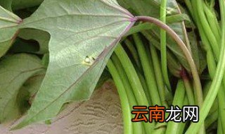 红薯干煮多久 红薯杆一般炒多久能熟