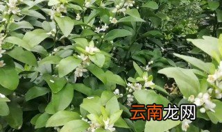 沙塘盆桔的栽培与管理 沙塘桔开花后怎么养