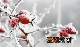 冬至的作文800字 冬至的作文