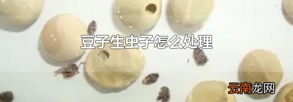 豆子生虫子怎么处理
